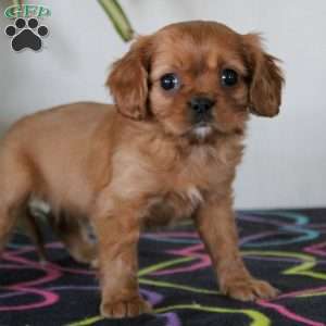 Dexter, Cavalier King Charles Spaniel Puppy