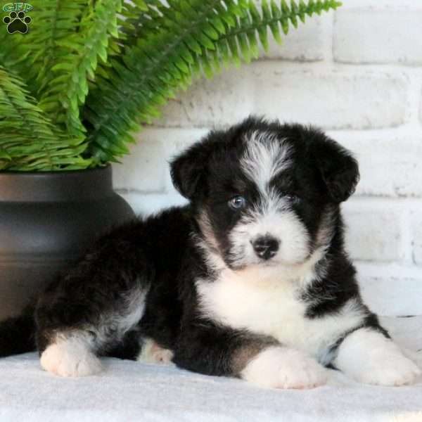 Diane, Miniature Poodle Mix Puppy