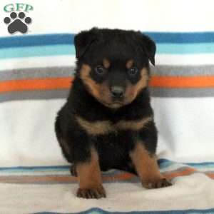 a Rottweiler puppy named Dodge