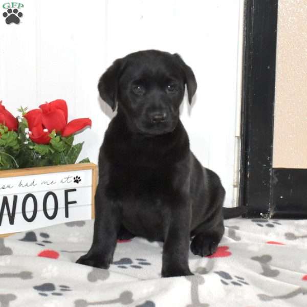 Dolly, Black Labrador Retriever Puppy