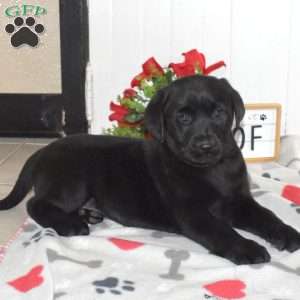 Dolly, Black Labrador Retriever Puppy