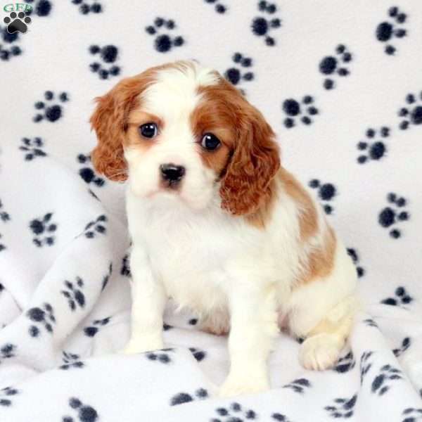 Dora, Cavalier King Charles Spaniel Puppy