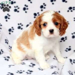 Dora, Cavalier King Charles Spaniel Puppy