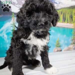 Portuguese Water Dog Puppies for Sale | Greenfield Puppies