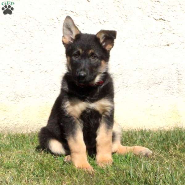 Duchess, German Shepherd Puppy
