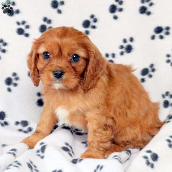 Duke, Cavalier King Charles Spaniel Puppy