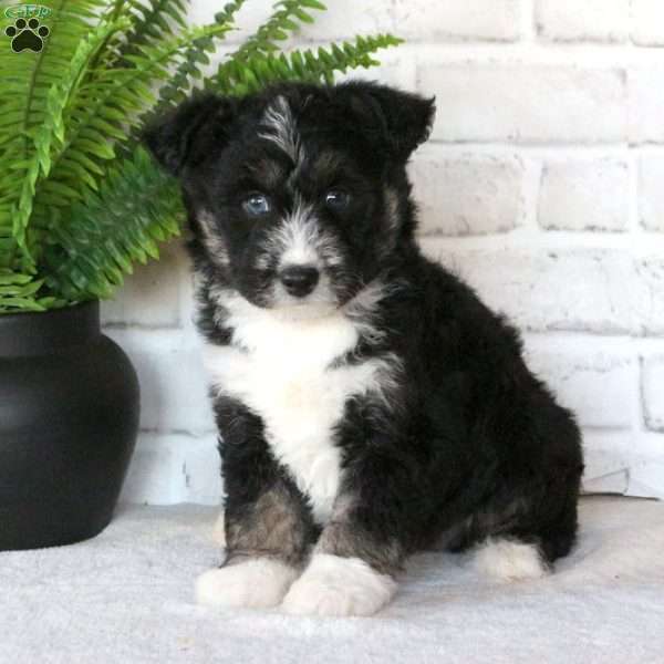 Duke, Miniature Poodle Mix Puppy