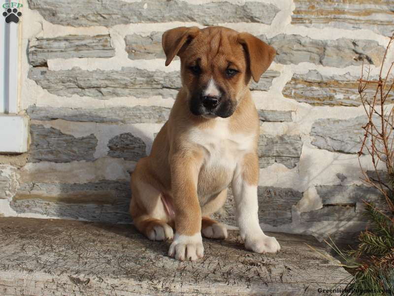 Boxer Mix Puppies For | Greenfield