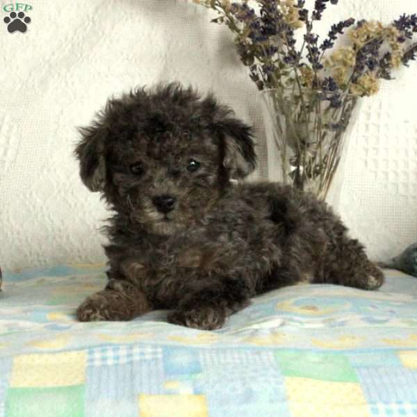 Eliza, Toy Poodle Puppy