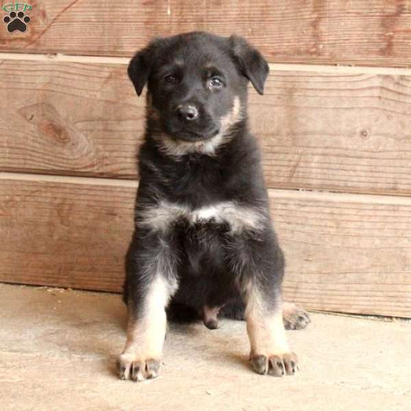 Emilio, German Shepherd Puppy