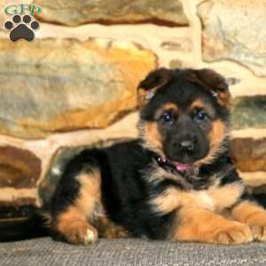 Emma, German Shepherd Puppy