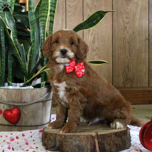 Ender, Mini Goldendoodle Puppy