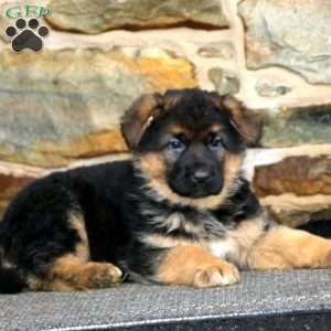 Eva, German Shepherd Puppy