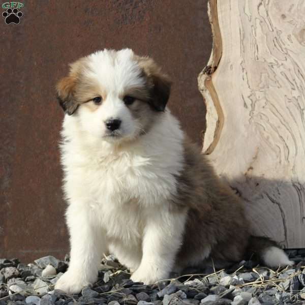 Carly, Great Pyrenees Mix Puppy