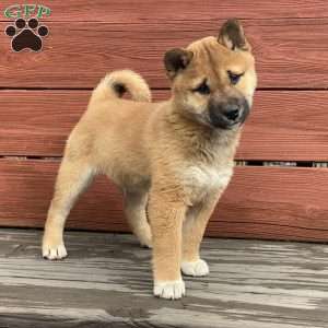 Shiba Inu Puppies For Sale | Greenfield Puppies