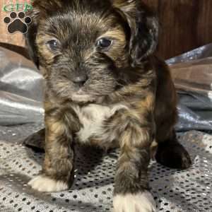 Chewy, Shih-Poo Puppy