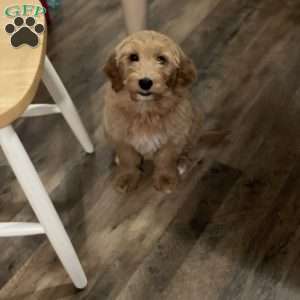 Chloe, Mini Goldendoodle Puppy