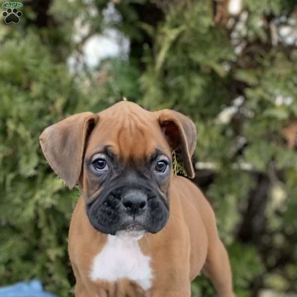 Scout, Boxer Puppy