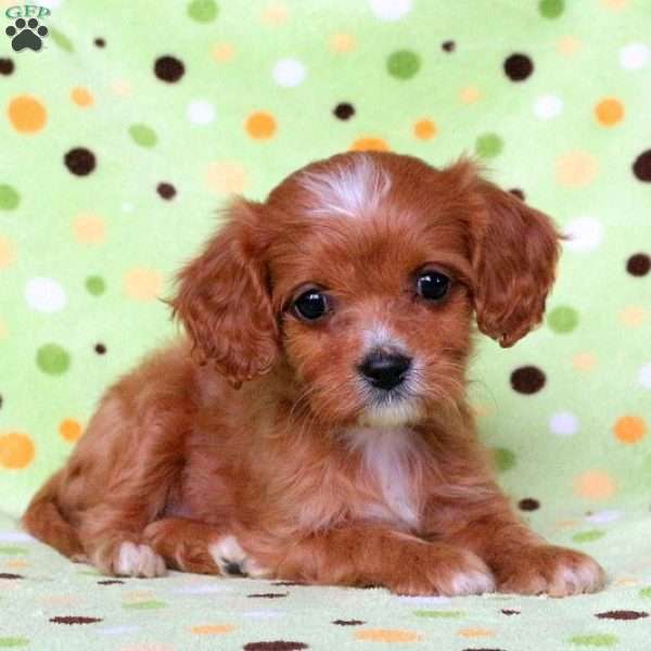 Felicity, Cavapoo Puppy