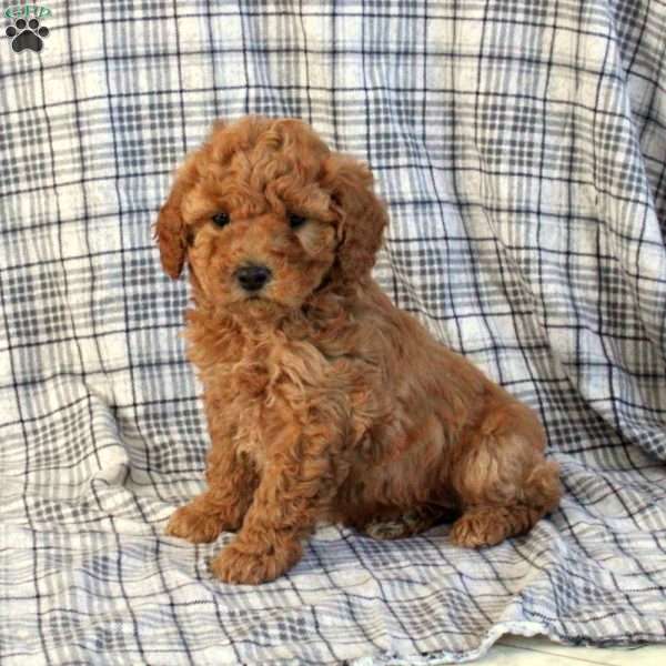 Fern, Miniature Poodle Puppy