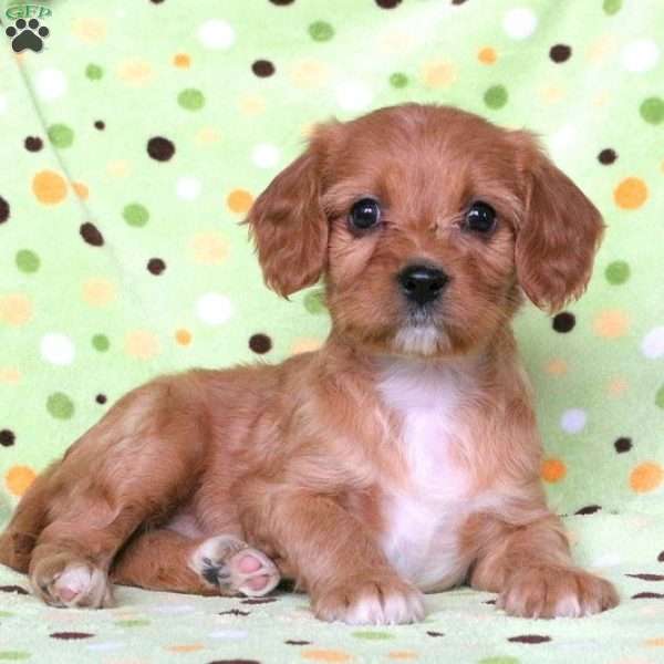 Filly, Cavapoo Puppy