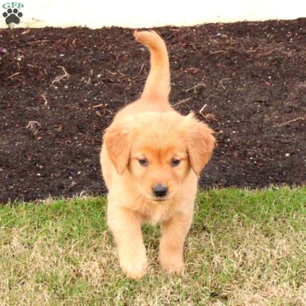Fiona, Golden Retriever Puppy
