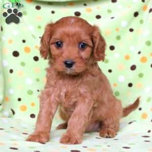 Fiona, Cavapoo Puppy