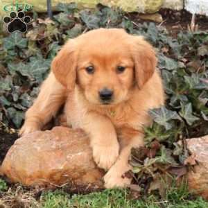 Fiona, Golden Retriever Puppy