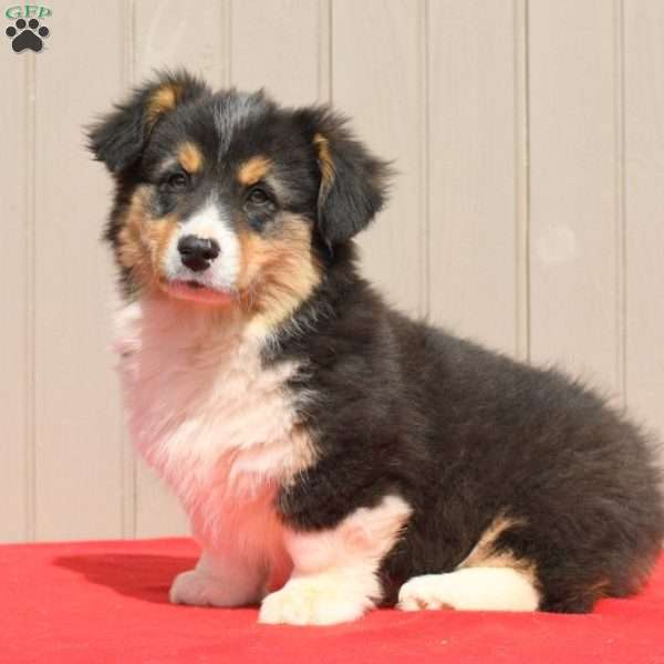 Fletcher, Pembroke Welsh Corgi Puppy