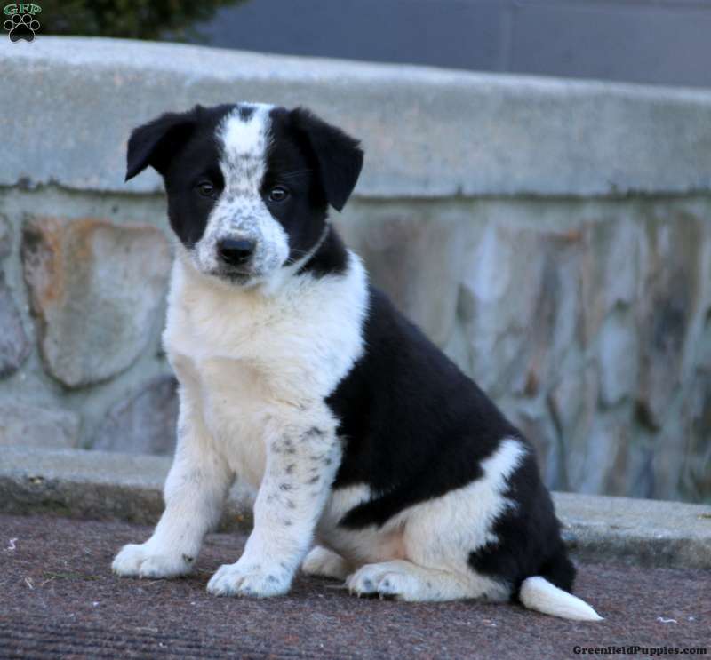 Floppy - Border Collie Mix Puppy For Sale In Pennsylvania