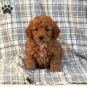 Florence, Miniature Poodle Puppy