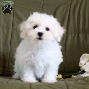 Bichon Frise Puppies For Sale | Greenfield Puppies