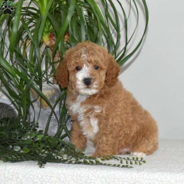 Franklin, Miniature Poodle Puppy