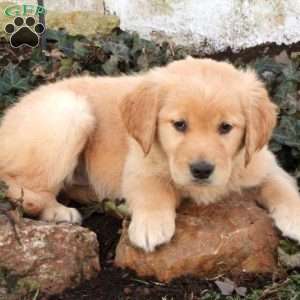 Freida, Golden Retriever Puppy