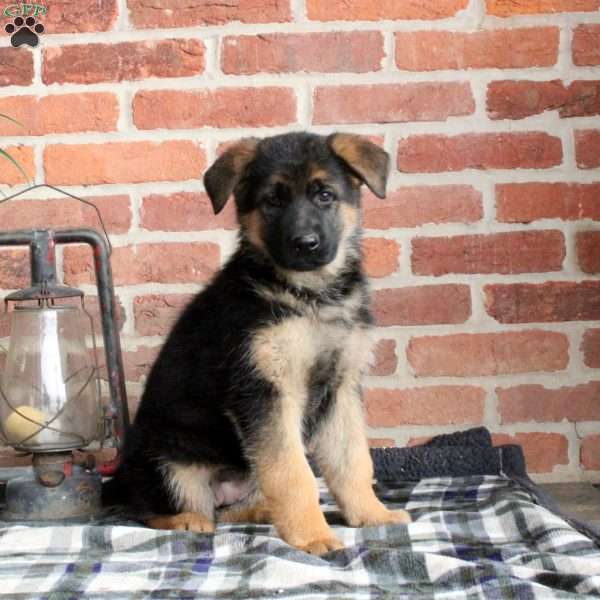 Freya, German Shepherd Puppy
