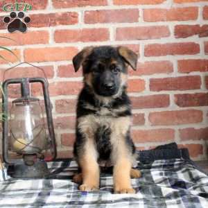 Freya, German Shepherd Puppy