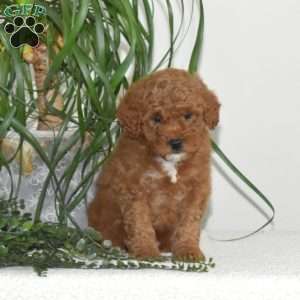 Frisco, Miniature Poodle Puppy