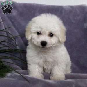 Bich-poo Puppies For Sale | Greenfield Puppies