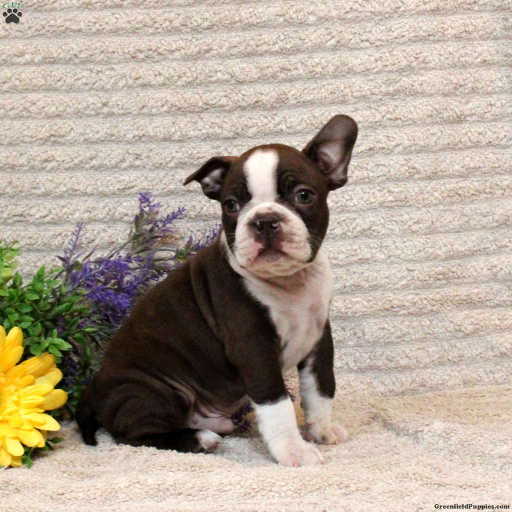 Gavin Boston Terrier Puppy For Sale in Pennsylvania
