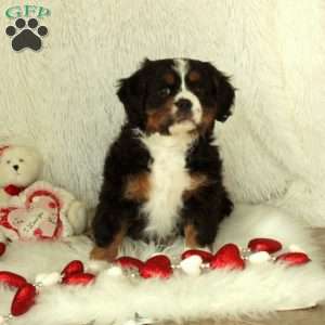 Georgie, Miniature Bernese Mountain Dog Puppy