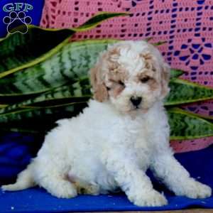 Miniature Poodle Mix Puppies For Sale | Greenfield Puppies