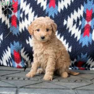 Harley, Mini Goldendoodle Puppy