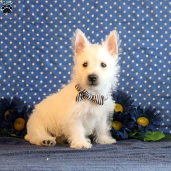 Hudson, West Highland Terrier Puppy