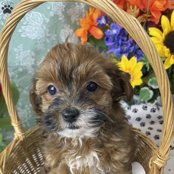 Willow, Yorkie-Poo Puppy