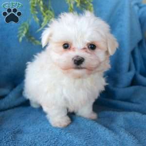 Snicker, Maltese Puppy