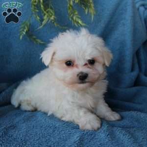 Snicker, Maltese Puppy