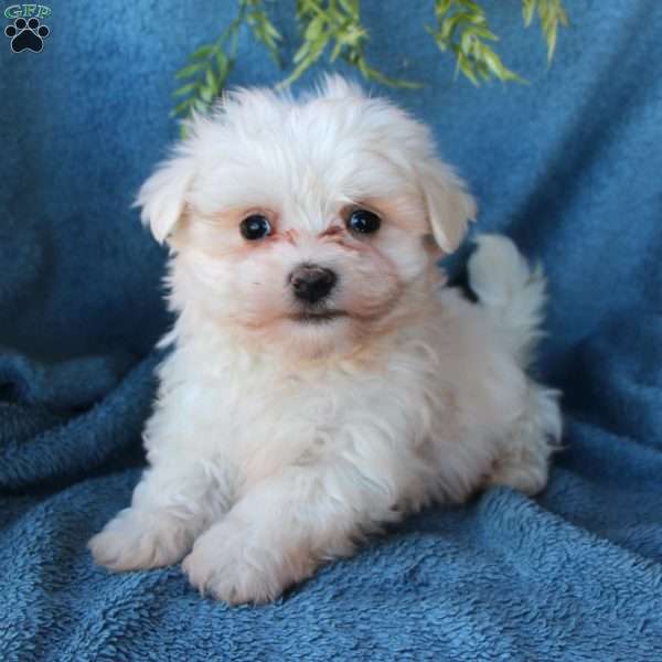 Snicker, Maltese Puppy