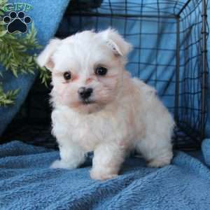 Sonny, Maltese Puppy