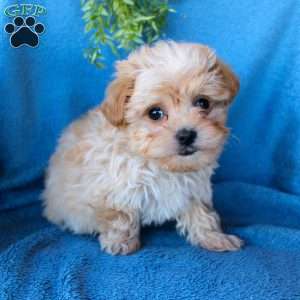 Maltipoo Puppies For Sale | Greenfield Puppies