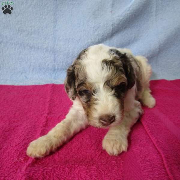 Annie, Miniature Poodle Puppy